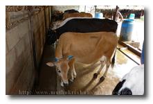 Cows are taken care of at Sri Pothai